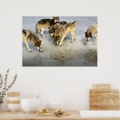 Maak kennis met het Wolf Pack Poster (Keuken)