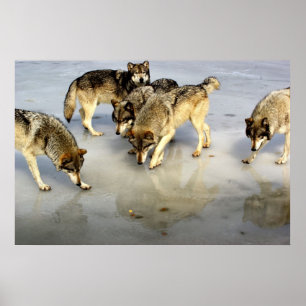 Maak kennis met het Wolf Pack Poster