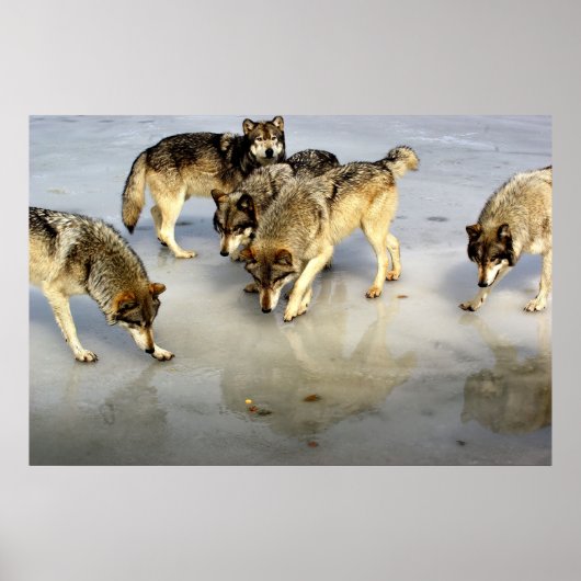 Maak kennis met het Wolf Pack Poster (Voorkant)