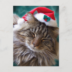 Maak me wakker Santa Cat Briefkaart