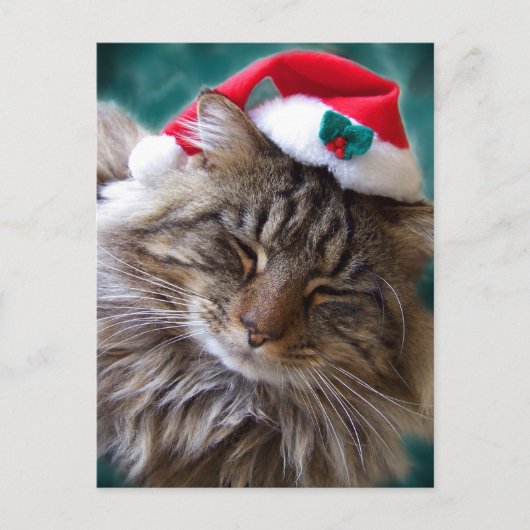 Maak me wakker Santa Cat Briefkaart (Voorkant)