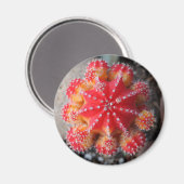 Maan cactus magneet (Voorkant / Achterkant)