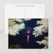 Maan door de dennen van Big Bay 2023 Briefkaart (Voorkant / Achterkant)