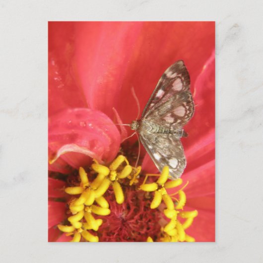  maan op rood ventilator Briefkaart (Voorkant)