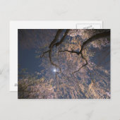 Maan over kersenbloesems briefkaart (Voorkant / Achterkant)