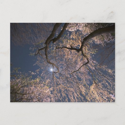 Maan over kersenbloesems briefkaart (Voorkant)