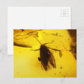 Maand in amber briefkaart (Voorkant / Achterkant)