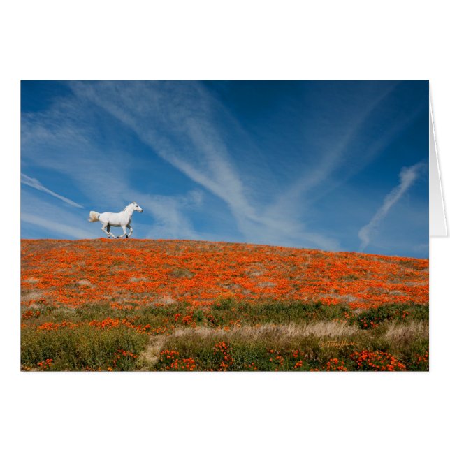 Maand in vlucht (Voorkant Horizontaal)