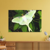Maanmot op Carnaby Clematis Canvas Afdruk (Insitu (Woonkamer))
