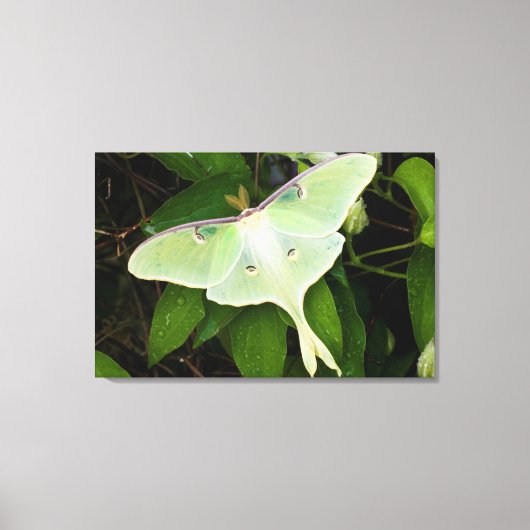 Maanmot op Carnaby Clematis Canvas Afdruk (Voorkant)
