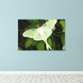 Maanmot op Carnaby Clematis Canvas Afdruk (Insitu (Houten vloer))