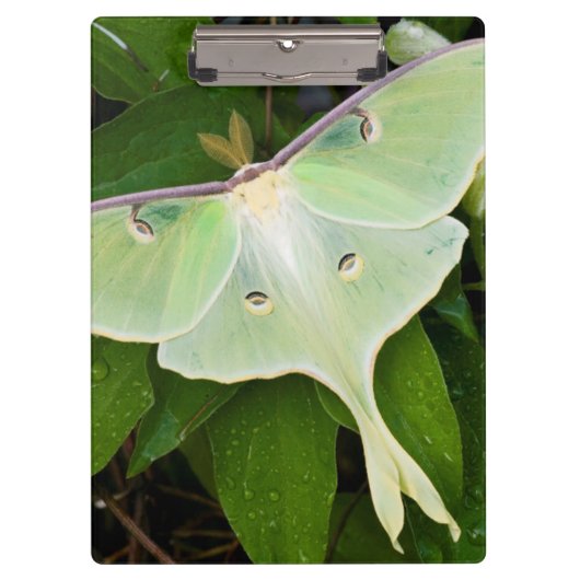 Maanmot op Carnaby Clematis Klembord (Voorkant)