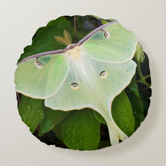 Maanmot op Carnaby Clematis Rond Kussen (Voorkant)
