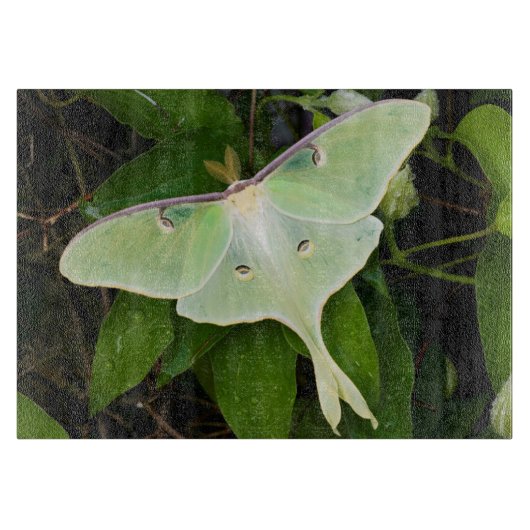 Maanmot op Carnaby Clematis Snijplank (Voorkant)