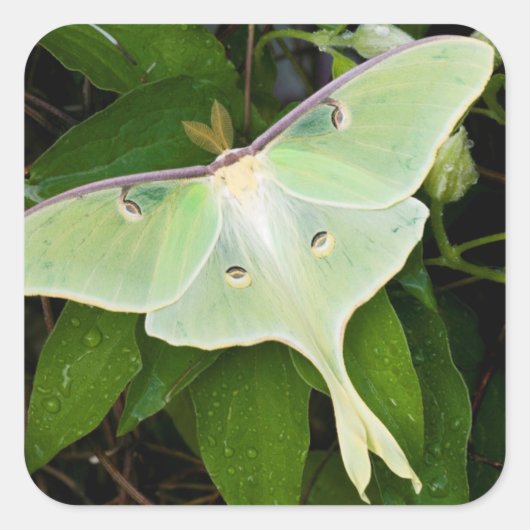 Maanmot op Carnaby Clematis Vierkante Sticker (Voorkant)
