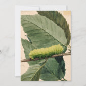 maanrups | Abbott Handerson Thayer (Voorkant)