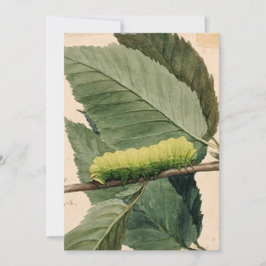 maanrups | Abbott Handerson Thayer (Voorkant)