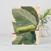 maanrups | Abbott Handerson Thayer (Staand voorkant)