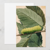 maanrups | Abbott Handerson Thayer (Voorkant / Achterkant)