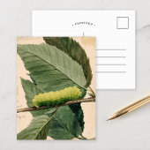 maanrups | Abbott Handerson Thayer Briefkaart