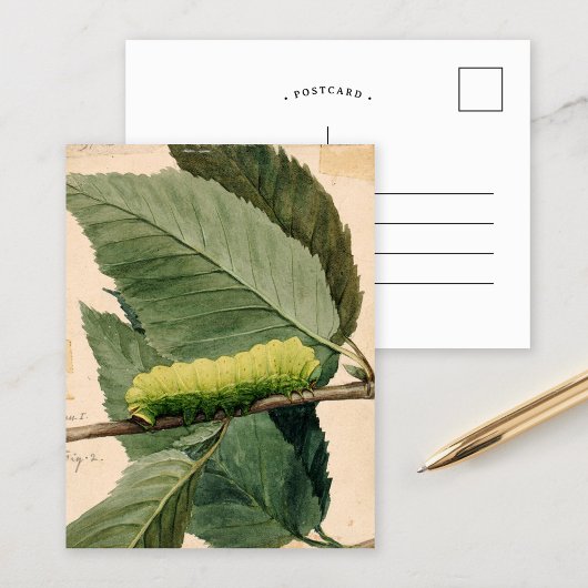 maanrups | Abbott Handerson Thayer Briefkaart