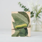 maanrups | Abbott Handerson Thayer Briefkaart (Staand voorkant)