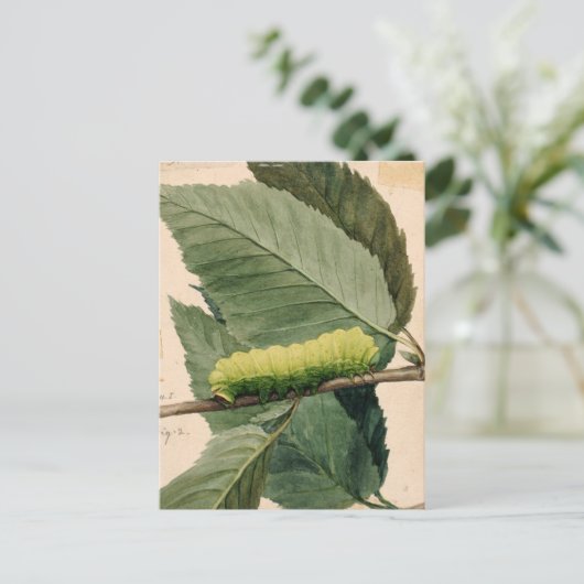 maanrups | Abbott Handerson Thayer Briefkaart (Staand voorkant)