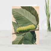 maanrups | Abbott Handerson Thayer Kaart (Voorkant)