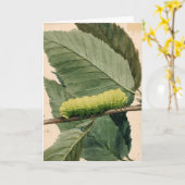 maanrups | Abbott Handerson Thayer Kaart (Gele Bloem)