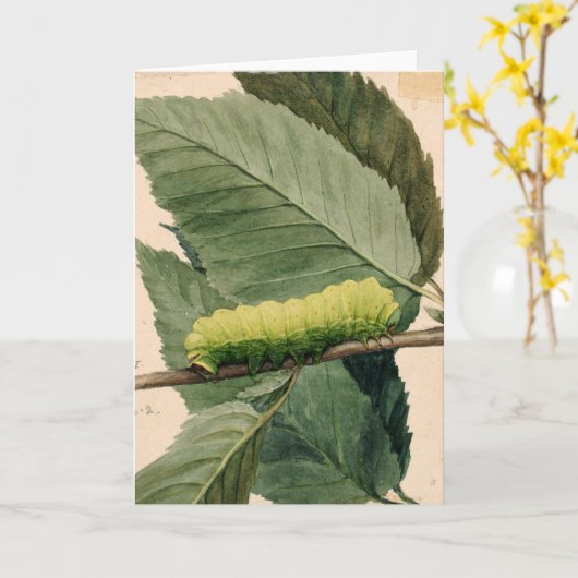 maanrups | Abbott Handerson Thayer Kaart (Gele Bloem)