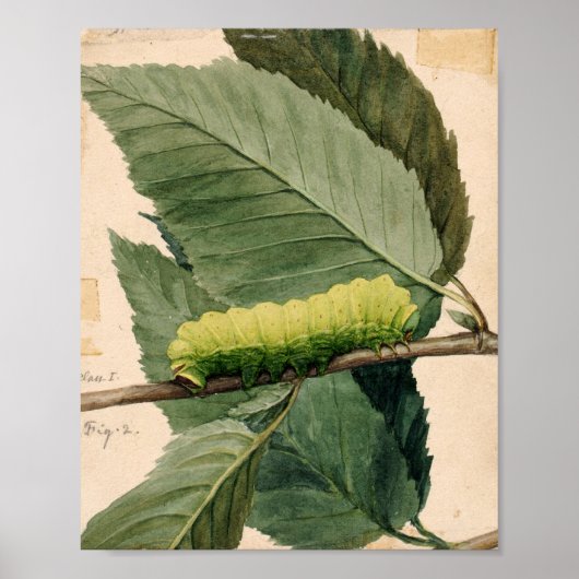 maanrups | Abbott Handerson Thayer Poster (Voorkant)