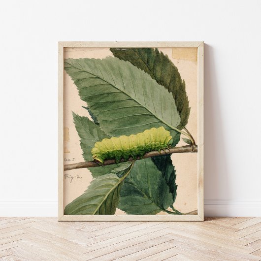 maanrups | Abbott Handerson Thayer Poster