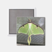 Maanvlinder Magneet (Voorkant / Achterkant)