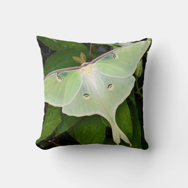 Maanvlinder op Carnaby Clematis Kussen (Voorkant)