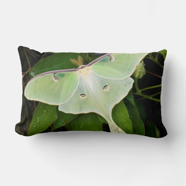 Maanvlinder op Carnaby Clematis Kussen (Voorkant)