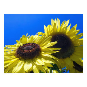 Maanwandelaar Zonnebloemen reiken naar de hemel Foto Afdruk