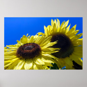 Maanwandelaar Zonnebloemen reiken naar de hemel Poster