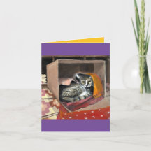 Maar ik heb deze doos nodig. Kerstmis Kat Macavity