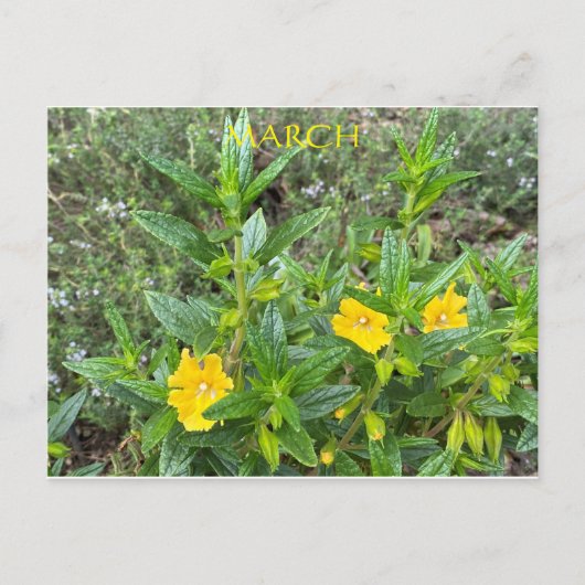 MAART BRIEFKAART (Voorkant)