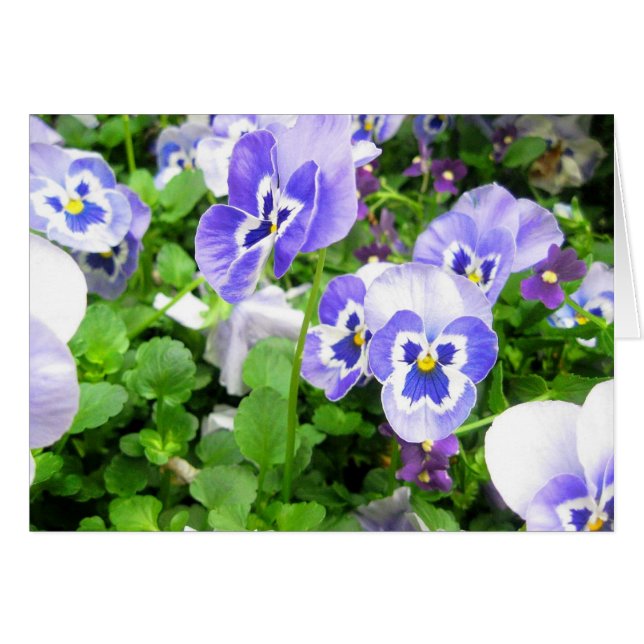 Maart Pansies (Voorkant Horizontaal)