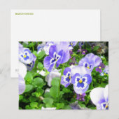 Maart Pansies Briefkaart (Voorkant / Achterkant)
