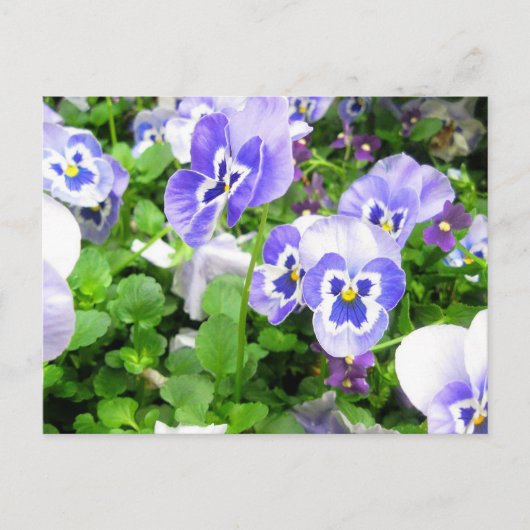 Maart Pansies Briefkaart (Voorkant)