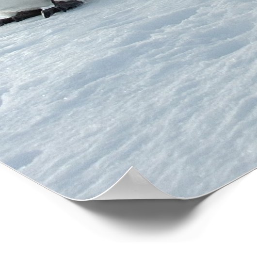 Maart van de pinguïns poster (Hoek)