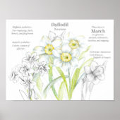 Maart Verjaardag Daffodils Geboorte Maand Bloem Poster (Voorkant)