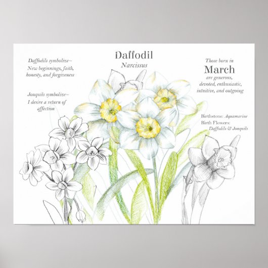 Maart Verjaardag Daffodils Geboorte Maand Bloem Poster (Voorkant)
