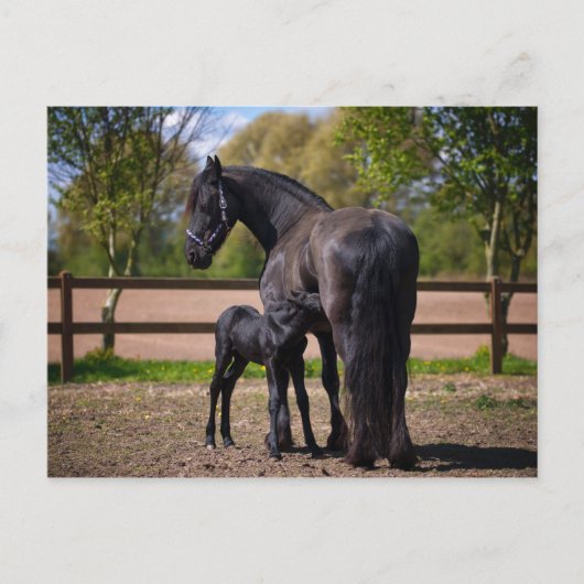 Maas en foel briefkaart (Voorkant)