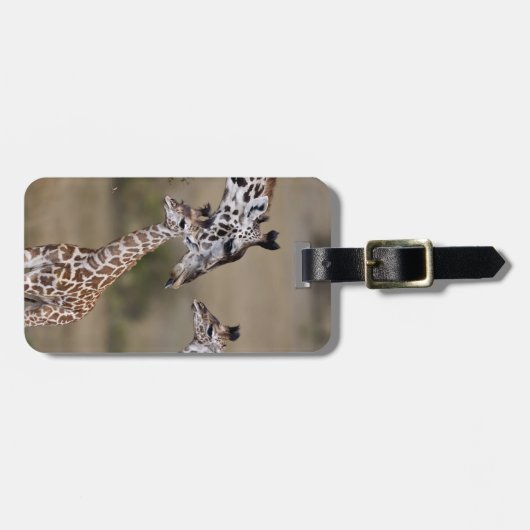 Maasai Giraffe (Giraffe Tippelskirchi) Bagagelabel (Voorkant horizontaal)