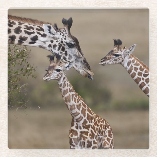 Maasai Giraffe (Giraffe Tippelskirchi) Glazen Onderzetter (Voorkant)