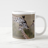 Maasai Giraffe (Giraffe Tippelskirchi) Grote Koffiekop (Rechts)
