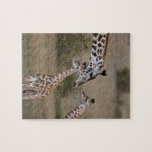 Maasai-giraffe (Giraffe tippelskirchi) Legpuzzel (Horizontaal)